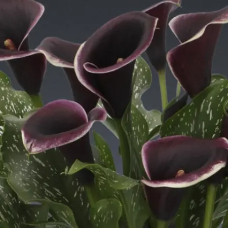 Zantedeschia - Dubai Nights - Hybrid Blumenzwiebeln kaufen? Innen und Außen