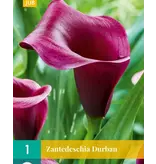 Buy Zantedeschia - Durban - Calla - Indoor And Outdoor Pot Plant?