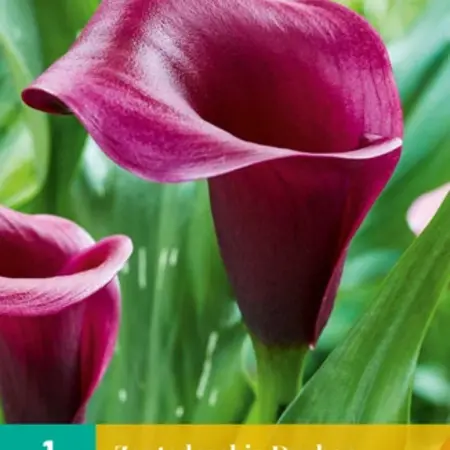 Buy Zantedeschia - Durban - Calla - Indoor And Outdoor Pot Plant?