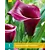 Zantedeschia - Durban - New - 1 Bulb