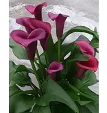 Zantedeschia - Durban - Calla - Topfpflanze für drinnen und draußen kaufen?
