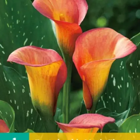 Zantedeschia - Magic Fire - Calla Bloembollen Online Kopen? Garden-Select.com