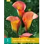 Zantedeschia - Magic Fire - Calla Bloembollen Online Kopen? Garden-Select.com