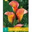 Zantedeschia - Magic Fire - Calla Flower Bulbs Buy Online? Garden-Select.com