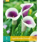 Zantedeschia - Picasso - Summerflowering -  Calla Bulbs Buy?