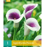 Zantedeschia - Picasso - Zomerbloeiers - Calla Bloembollen Kopen?