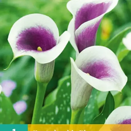 Zantedeschia - Picasso - Sommerblühende - Calla-Zwiebeln Kaufen?