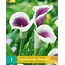 Zantedeschia - Picasso - Summerflowering -  Calla Bulbs Buy?