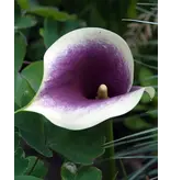 Zantedeschia - Picasso - Zomerbloeiers - Calla Bloembollen Kopen?