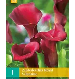 Zantedeschia - Royal Valentine - Buying Calla Red? Garden-Select.com