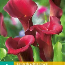 Zantedeschia - Royal Valentine - 1 Bulb