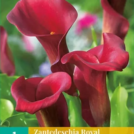 Zantedeschia - Royal Valentine  - Calla Rood Kopen? Garden-Select.com