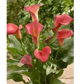 Zantedeschia - Royal Valentine - Buying Calla Red? Garden-Select.com