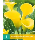 Zantedeschia - Summer Sun - Gele Hybride Calla Voor Potten En Border