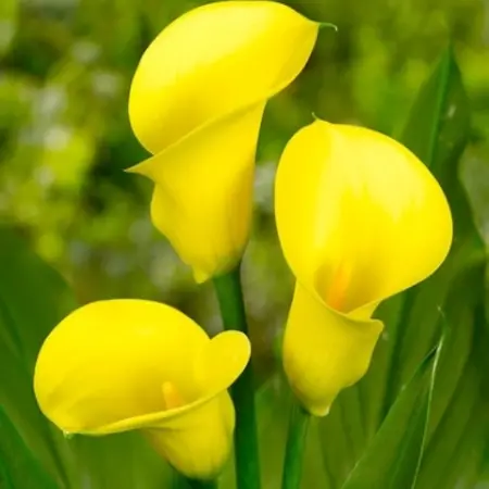 Zantedeschia - Summer Sun - Yellow Hybrid Calla For Pots And Border