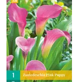 Zantedeschia - Pink Puppy - Roze Calla Kopen?  Potplanten Voor Balkon En Terras