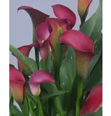 Buy Zantedeschia - Pink Puppy - Pink Calla?  Potted Plants For Balcony And Terrace