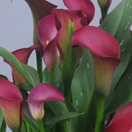 Buy Zantedeschia - Pink Puppy - Pink Calla?  Potted Plants For Balcony And Terrace