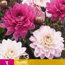 Dahlia Adorable - 3 Knollen