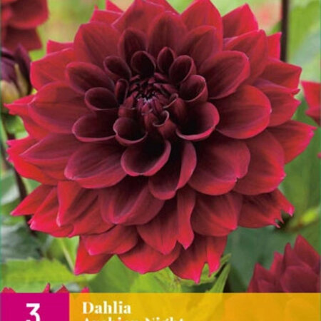 Dahlia Arabian Night - 3 Tubers - Buy Dark Red Dahlias? Summer flowering bulbs