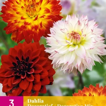 Dahlia Decorative Mix - 3 Knollen - De Dahlia Expert - Garden-Select.com