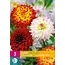 Dahlia Decorative Mix - 3 Knollen - De Dahlia Expert - Garden-Select.com