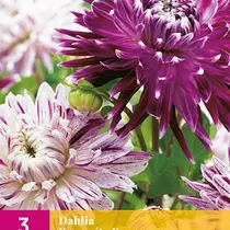 Dahlia Favourite Dance - 3 Knollen