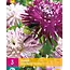 Dahlia Favourite Dance - 3 Tubers - Purple / Lilac - Buy Summer Flowers Online?