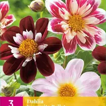 Dahlia Favourite Ballet - 3 Knollen