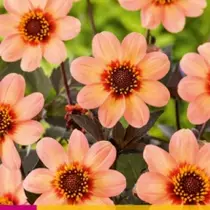 Dahlia Happy Single First Love - 3 Tubers