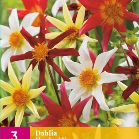 Dahlia Honka Mix - Star-shaped Flowers In Beautiful Colours - Garden Select