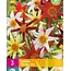 Dahlia Honka Mix - Star-shaped Flowers In Beautiful Colours - Garden Select