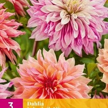 Dahlia Labyrinth Mix - 3 Tubers