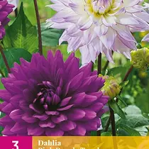 Dahlia Pink Purple  Touch - 3 Knollen