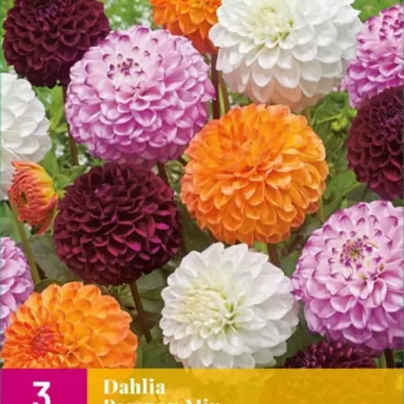 Dahlia Pompon Mix - Affordable Bulk Purchase? Garden-Select.com