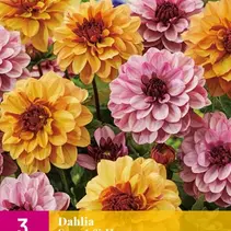 Dahlia Sweet & Honey - 3 Knollen
