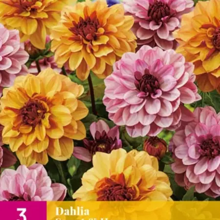 Dahlia Sweet & Honey - Voordelig Bloembollen Kopen - Garden-Select.com