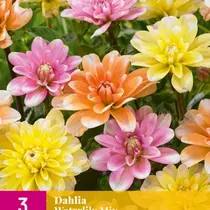 Dahlia Waterlily Mix - New - 3 Tubers
