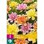 Dahlia Waterlily Mix - Sommerblumenexperte - Blumenzwiebeln online kaufen?
