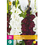 Gladioli Black & White - Buy Summer bulbs? Garden-Select.com