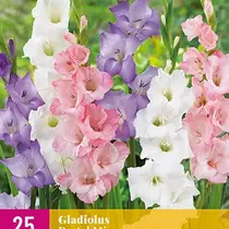 Gladioli Pastel Mix - 25 Bulbs