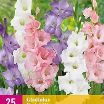 Gladioli Pastel Mix - 25 Bulbs