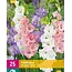 Gladioli Pastel Mix - Bulk pack - Buy Summer Flowers? Garden-Select.com