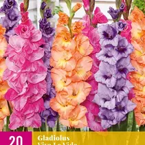 Gladioli Viva La Vida - New - 20 Bulbs