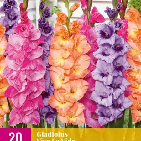 Gladioli Viva La Vida - Buy summer flowers online? Garden-Select.com