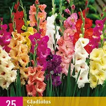 Gladiolen Mix - 25 Bollen
