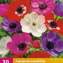 Anemone De Caen Mix - 30 Blumenzwiebeln