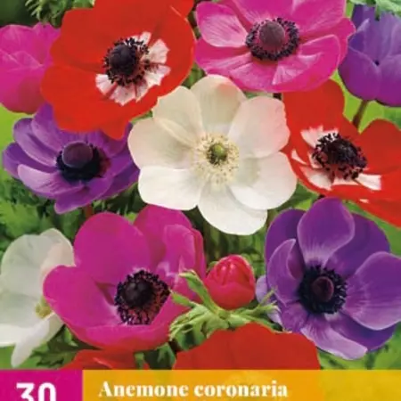 Anemone De Caen Mix - 30 Bulbs - Summer Flowers - Buy Large Quantity?