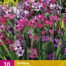 Babiana Stricta Mix - 30 Blumenzwiebeln