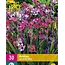 Babiana Stricta Mix - 30 Bulbs - Large pack - Butterfly plant - Garden Select.com